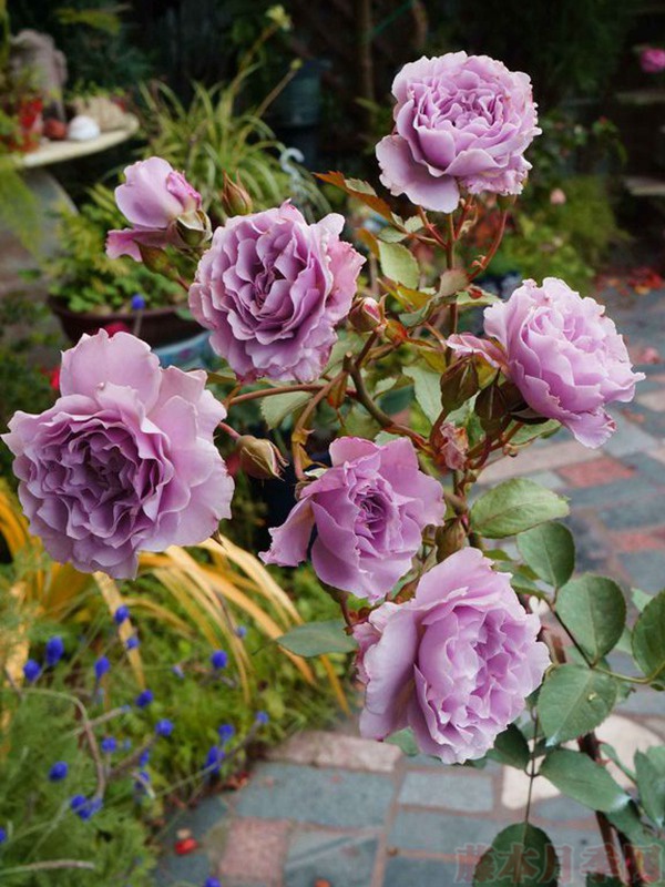 1582940687827484.jpg 蜻蜓.jpg