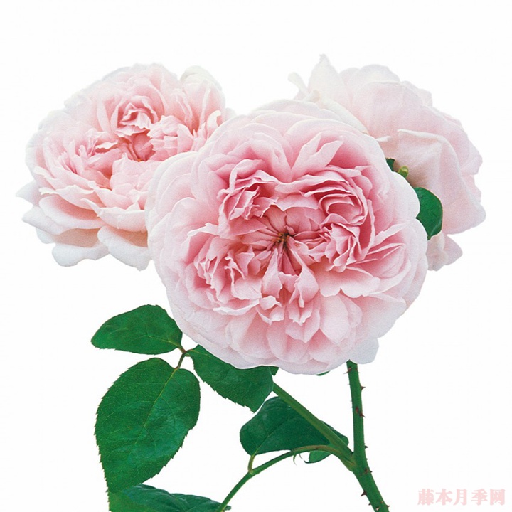 芭芭拉•奥斯汀 芭芭拉•奥斯汀