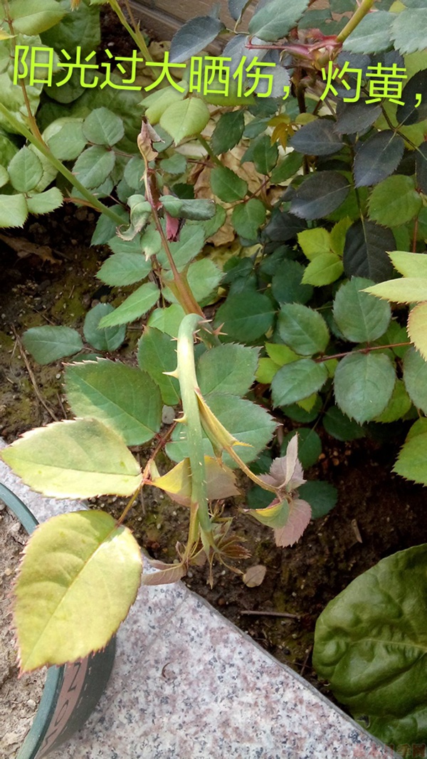 月季夏季黄叶有哪些原因?对应处理方法 月季夏季黄叶有哪些原因?对应处理方法
