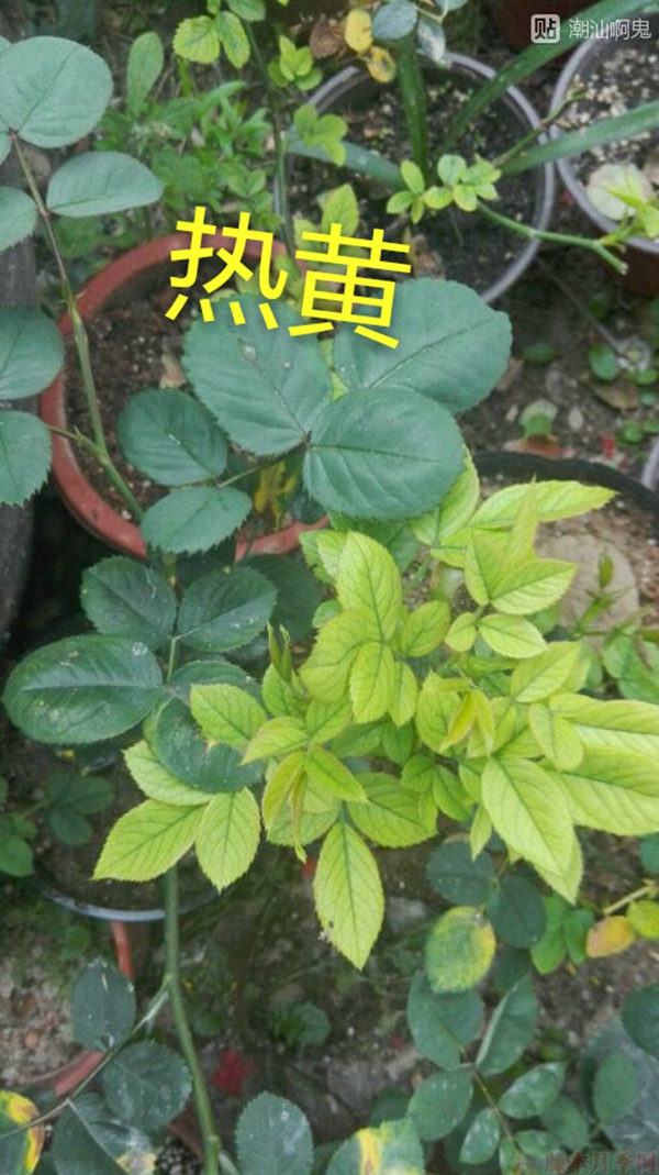 月季夏季黄叶有哪些原因?对应处理方法 月季夏季黄叶有哪些原因?对应处理方法