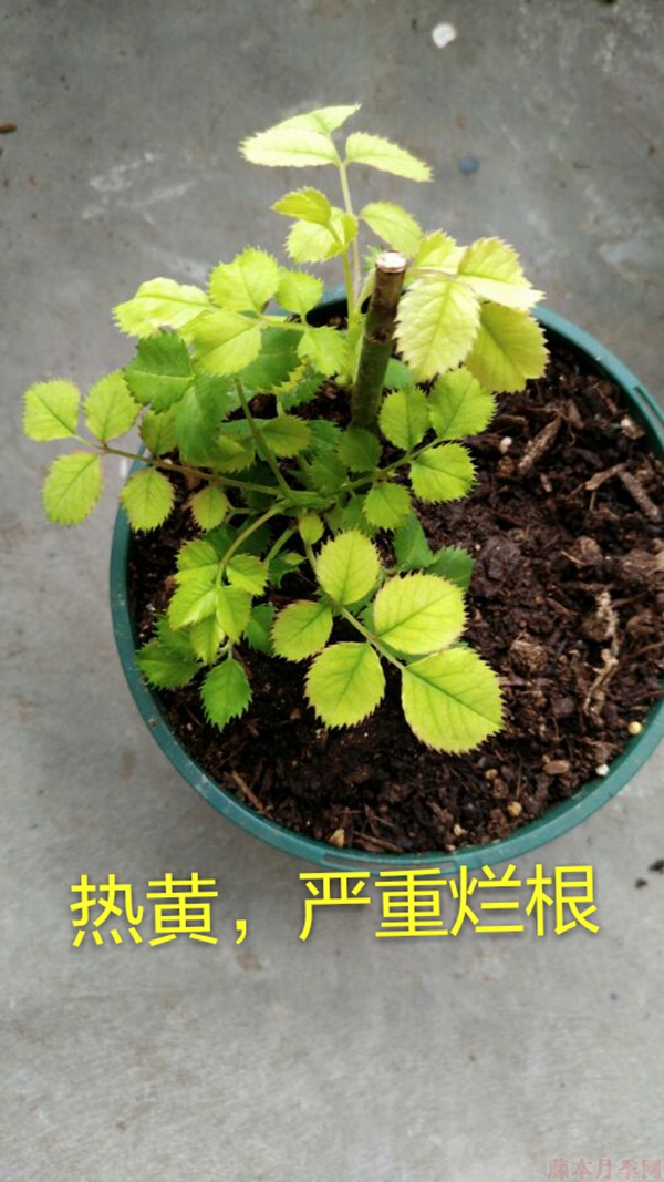 月季夏季黄叶有哪些原因?对应处理方法 月季夏季黄叶有哪些原因?对应处理方法