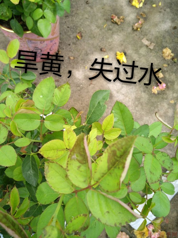 月季夏季黄叶有哪些原因?对应处理方法 月季夏季黄叶有哪些原因?对应处理方法