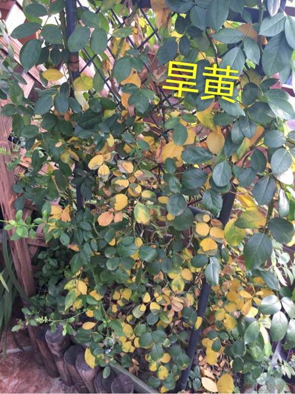月季夏季黄叶有哪些原因?对应处理方法 月季夏季黄叶有哪些原因?对应处理方法