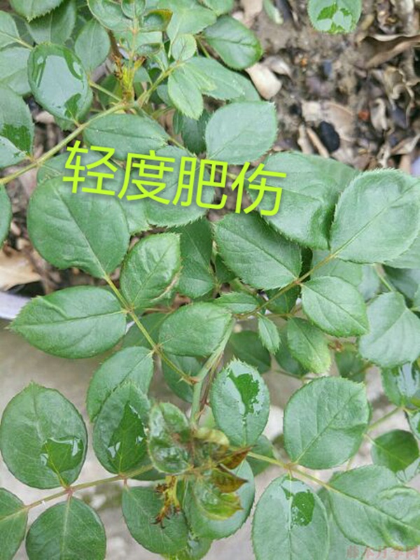 月季夏季黄叶有哪些原因?对应处理方法 月季夏季黄叶有哪些原因?对应处理方法