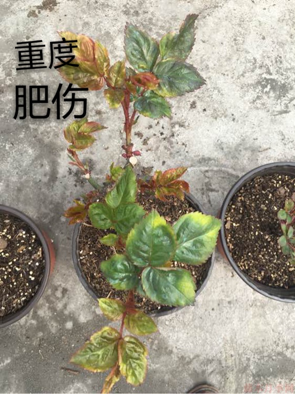 月季夏季黄叶有哪些原因?对应处理方法 月季夏季黄叶有哪些原因?对应处理方法