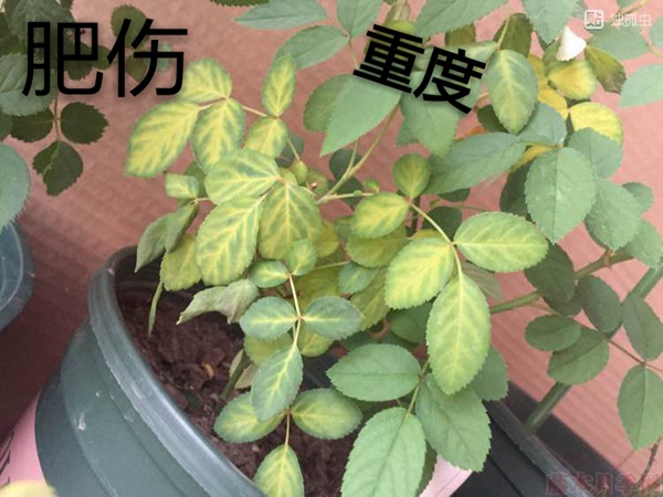 月季夏季黄叶有哪些原因?对应处理方法 月季夏季黄叶有哪些原因?对应处理方法