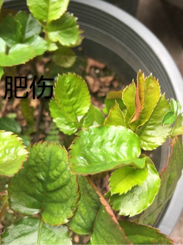 月季夏季黄叶有哪些原因?对应处理方法 月季夏季黄叶有哪些原因?对应处理方法