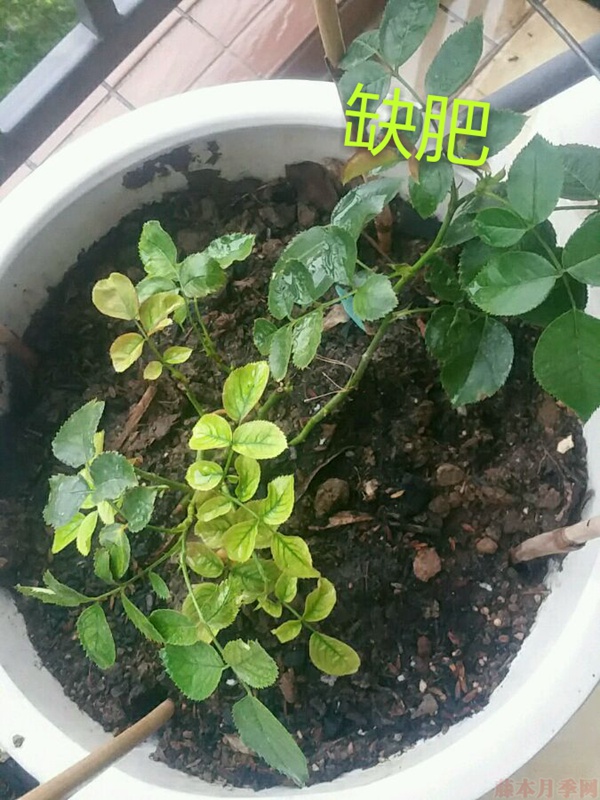 月季夏季黄叶有哪些原因?对应处理方法 月季夏季黄叶有哪些原因?对应处理方法