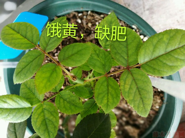 月季夏季黄叶有哪些原因?对应处理方法 月季夏季黄叶有哪些原因?对应处理方法