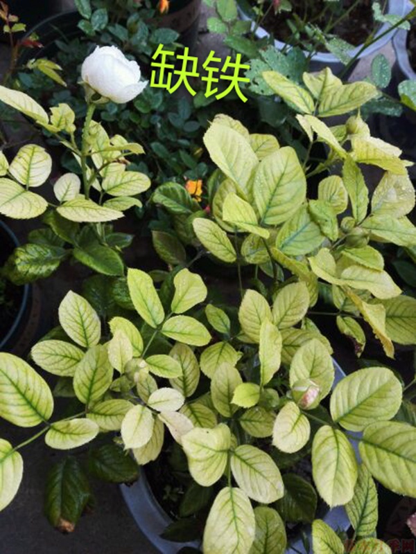月季夏季黄叶有哪些原因?对应处理方法 月季夏季黄叶有哪些原因?对应处理方法
