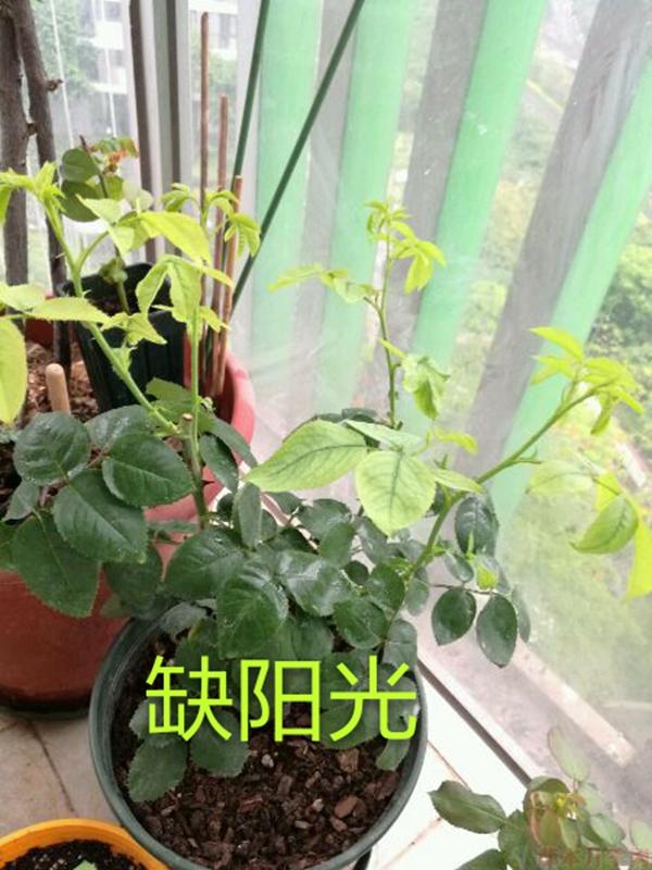 月季夏季黄叶有哪些原因?对应处理方法 月季夏季黄叶有哪些原因?对应处理方法