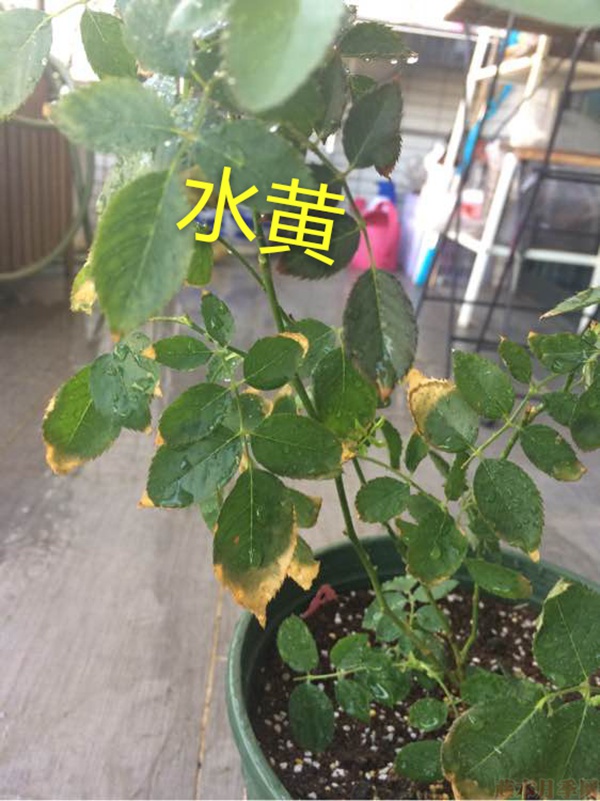 月季夏季黄叶有哪些原因?对应处理方法 月季夏季黄叶有哪些原因?对应处理方法