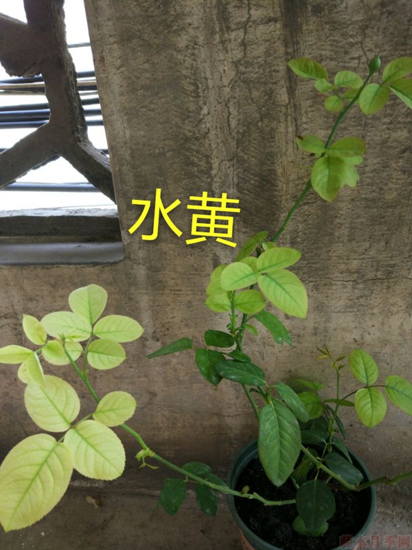 月季夏季黄叶有哪些原因?对应处理方法 月季夏季黄叶有哪些原因?对应处理方法