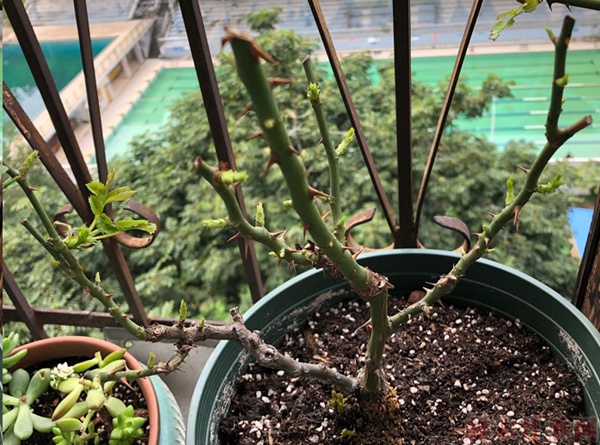 月季怎样抹芽?这几类芽一定要抹掉! 月季怎样抹芽?这几类芽一定要抹掉!