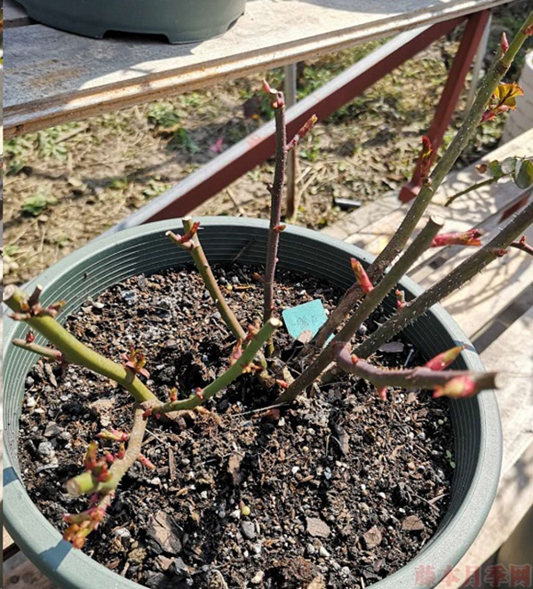 月季怎样抹芽?这几类芽一定要抹掉! 月季怎样抹芽?这几类芽一定要抹掉!
