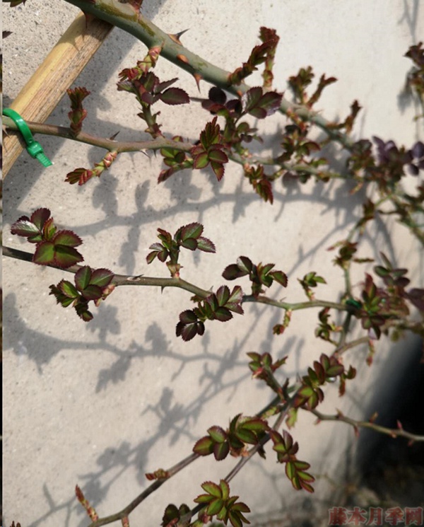 月季怎样抹芽?这几类芽一定要抹掉! 月季怎样抹芽?这几类芽一定要抹掉!
