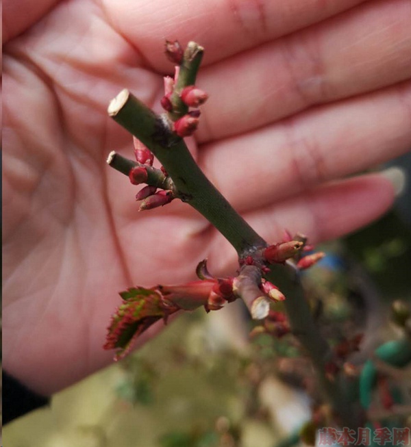 月季怎样抹芽?这几类芽一定要抹掉! 月季怎样抹芽?这几类芽一定要抹掉!