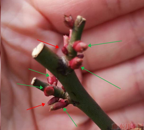月季怎样抹芽?这几类芽一定要抹掉! 月季怎样抹芽?这几类芽一定要抹掉!