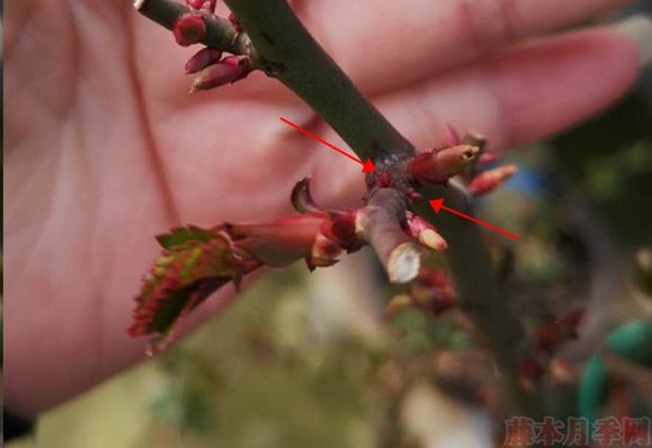 月季怎样抹芽?这几类芽一定要抹掉! 月季怎样抹芽?这几类芽一定要抹掉!