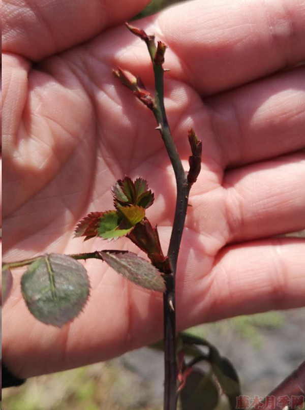 月季怎样抹芽?这几类芽一定要抹掉! 月季怎样抹芽?这几类芽一定要抹掉!