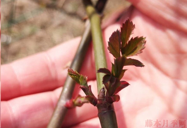 月季怎样抹芽?这几类芽一定要抹掉! 月季怎样抹芽?这几类芽一定要抹掉!