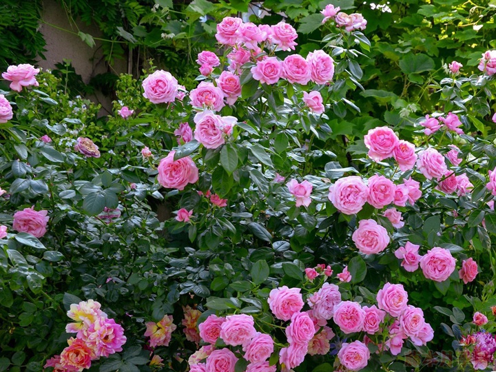 莫利纳之花 莫利纳之花