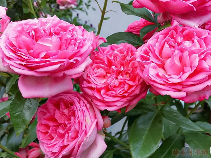 莫利纳之花 莫利纳之花