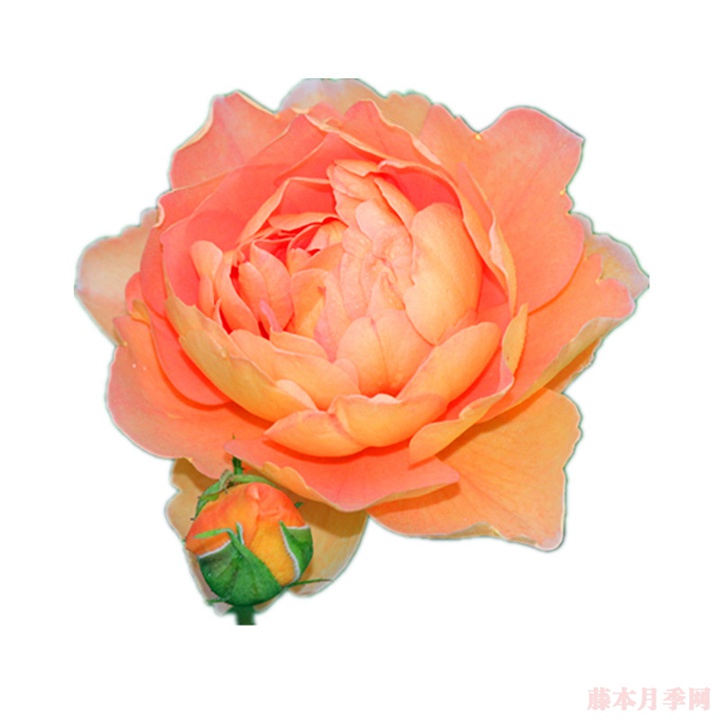 帕特•奥斯汀 帕特•奥斯汀