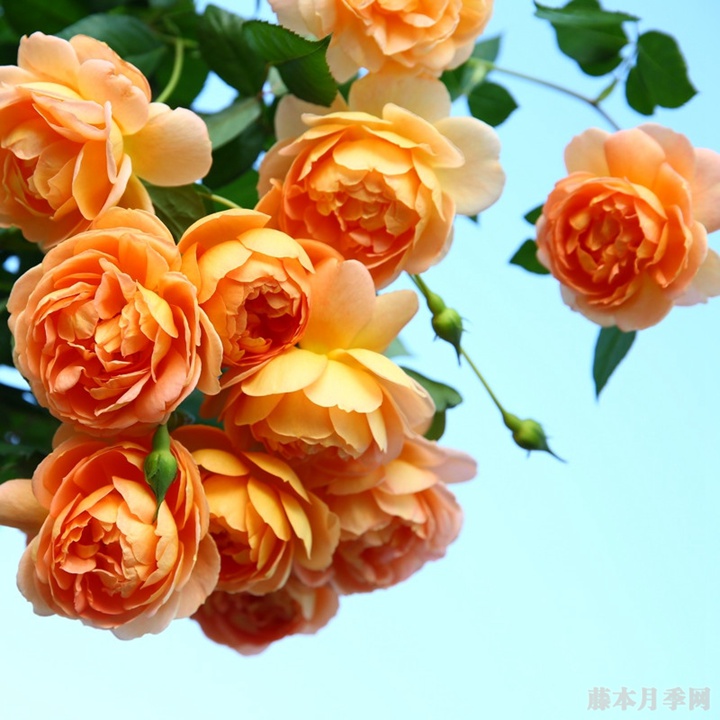 帕特•奥斯汀 帕特•奥斯汀