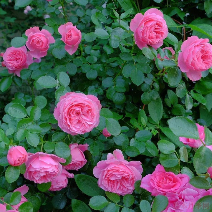 粉色达芬奇 粉色达芬奇