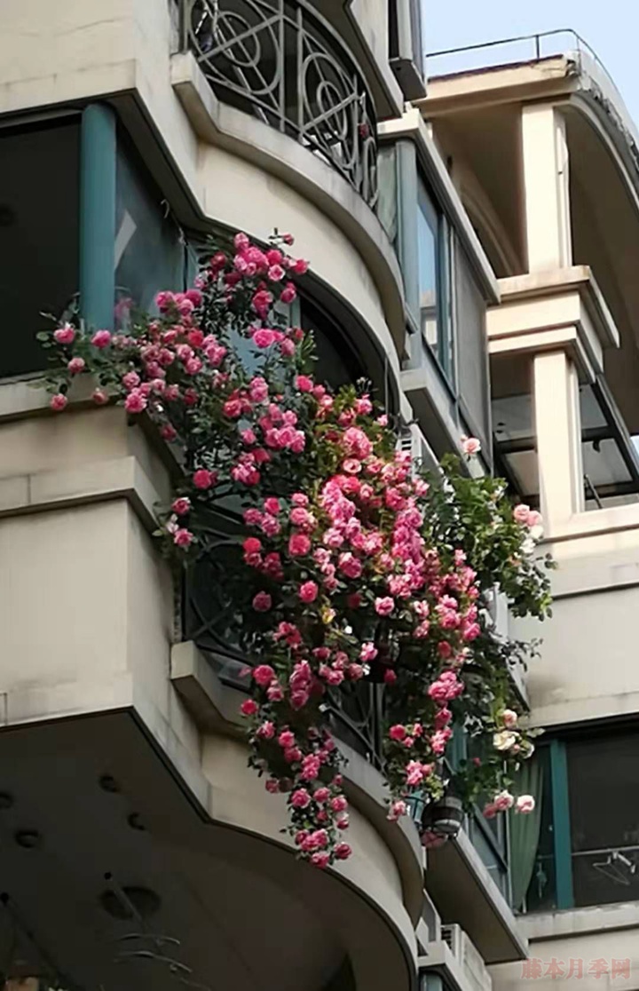 大游行 大游行