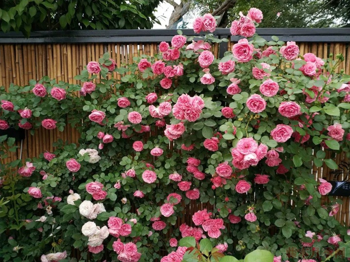 粉色达芬奇 粉色达芬奇