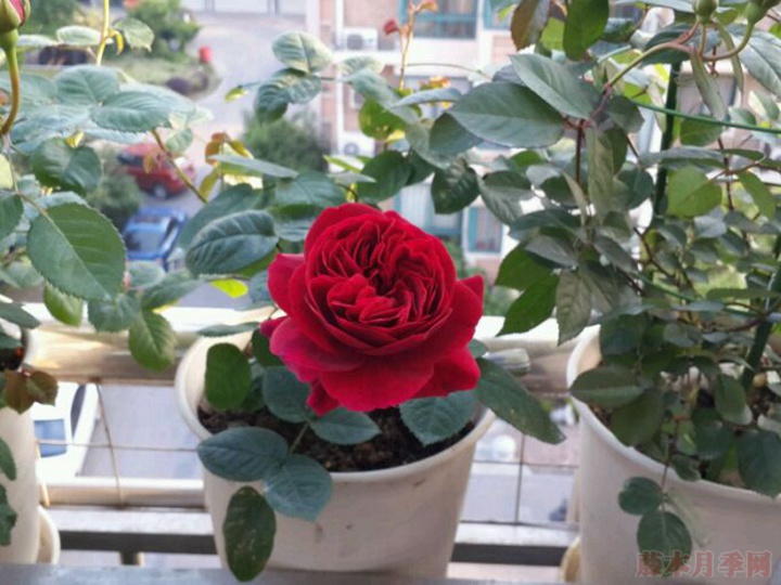 布莱斯威特 布莱斯威特