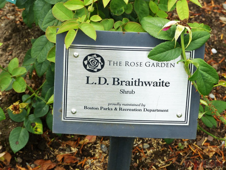 布莱斯威特 布莱斯威特LDBraithwaite