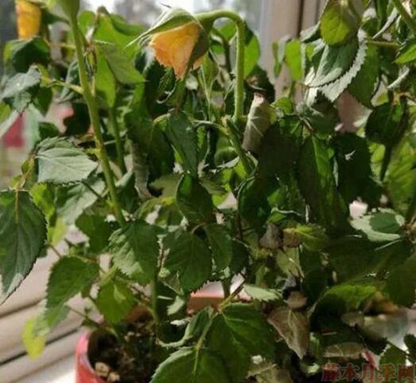 1583245189418835.jpg 1、整株植物发软萎蔫.jpg