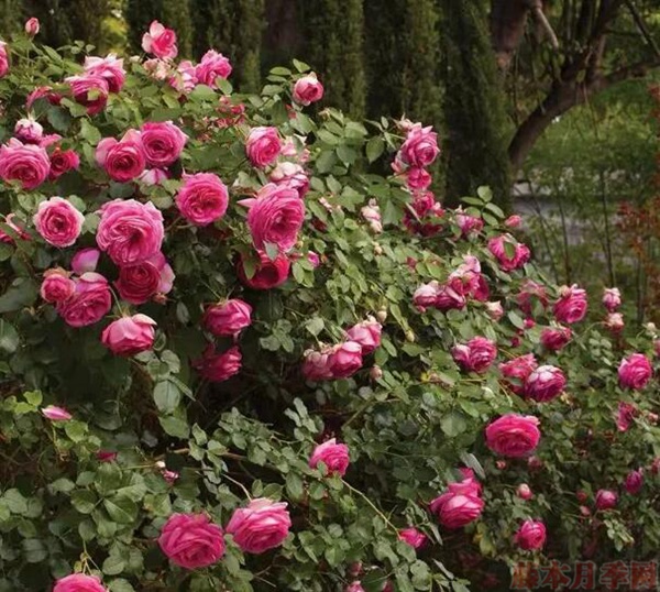 1583245267629951.jpg 5、新芽枯萎.jpg