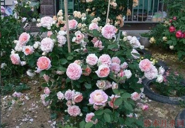 1583246615117881.jpg 5为什么要埋鱼肠?.jpg