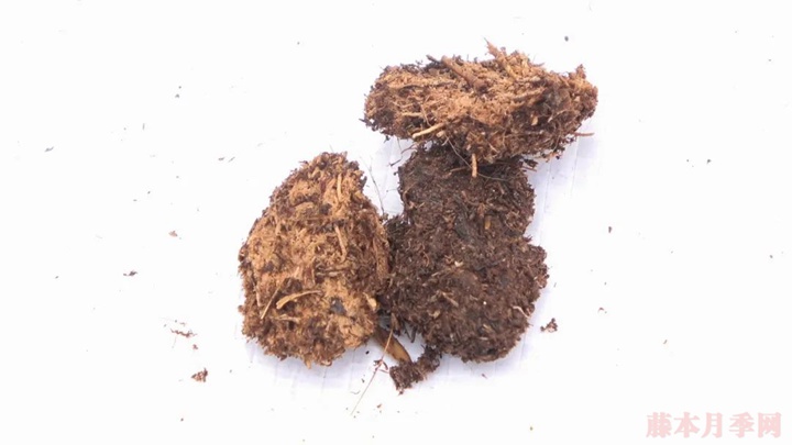 月季种植的土壤如何选择? 月季种植的土壤如何选择?
