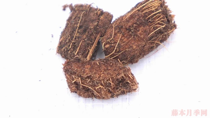 月季种植的土壤如何选择? 月季种植的土壤如何选择?