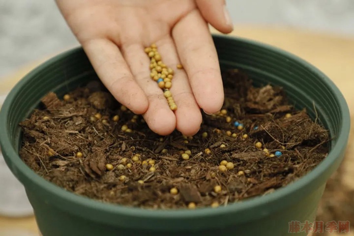 月季种植的土壤如何选择? 月季种植的土壤如何选择?