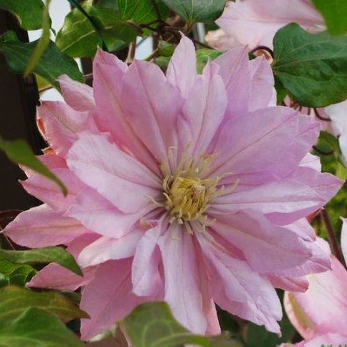 伊丽莎白 伊丽莎白