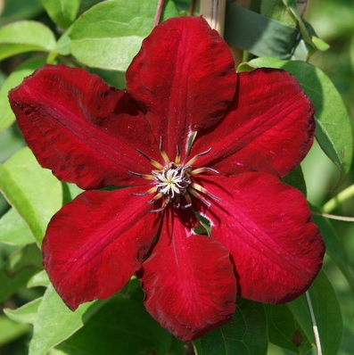 花火 花火