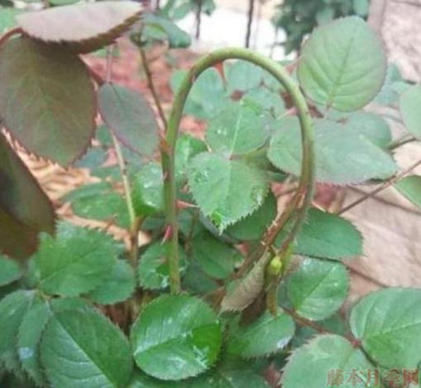 月季新芽长得好好的,突然就蔫了,这是怎么回事呢? 月季新芽长得好好的,突然就蔫了,这是怎么回事呢?