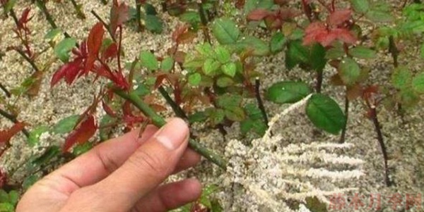 三分钟学会月季花扩繁技术,一棵变N棵 三分钟学会月季花扩繁技术,一棵变N棵
