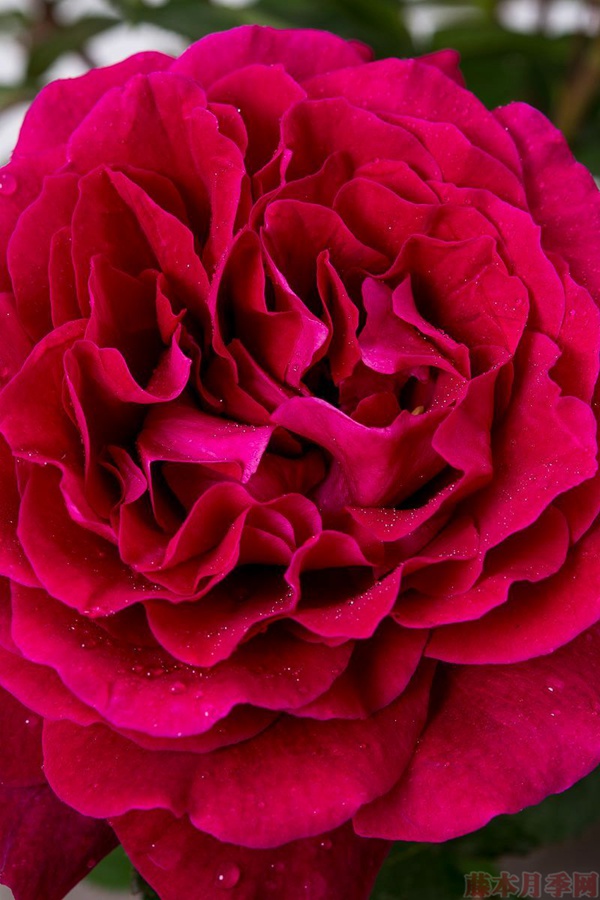 1584027480280038.jpg 3.jpg