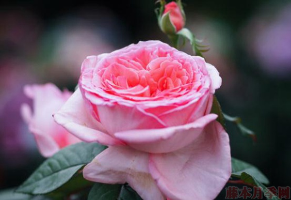 花宫娜(Fragonard ) 花宫娜法版和日版的区别