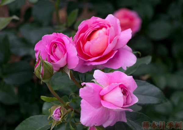 花宫娜(Fragonard ) 花宫娜法版和日版的区别