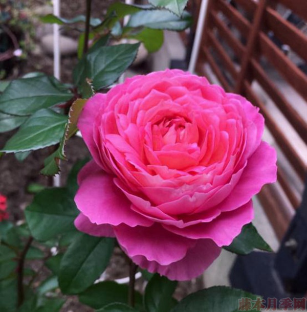 花宫娜(Fragonard ) 花宫娜法版和日版的区别