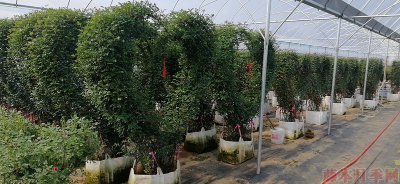 同样的月季,不一样的玩法,图赏藤本月季造型系列 同样的月季,不一样的玩法,图赏藤本月季造型系列