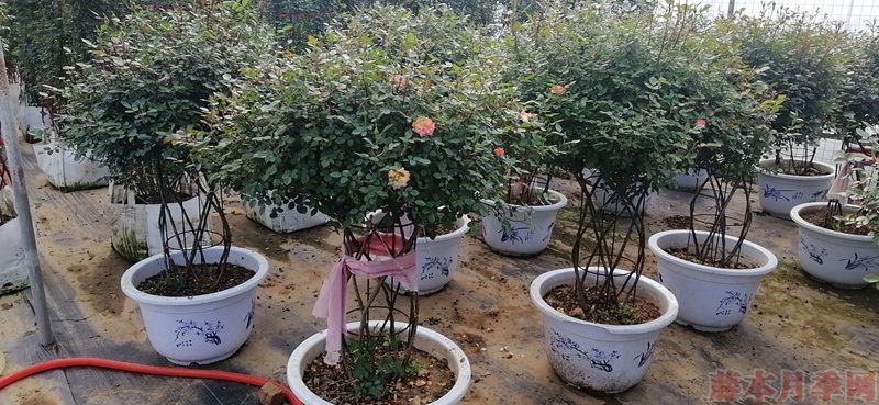 同样的月季,不一样的玩法,图赏藤本月季造型系列 同样的月季,不一样的玩法,图赏藤本月季造型系列